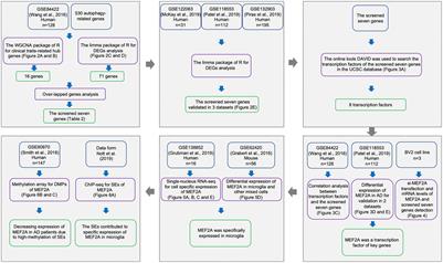 Decreased MEF2A Expression Regulated by Its Enhancer Methylation Inhibits Autophagy and May Play an Important Role in the Progression of Alzheimer’s Disease